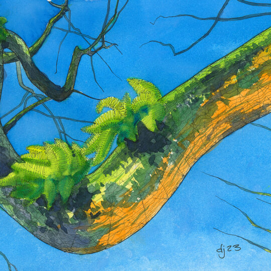 Tree branch in pen and ink and watercolour by David Jenkins Chorley Artist